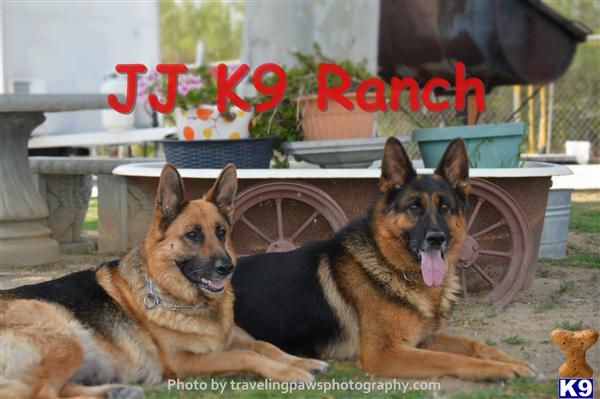 german shepherd puppy posted by Judy Smithson